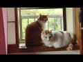 野良猫が死産の後にすぐ発情 念願の子猫出産へ subtitled