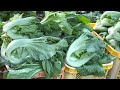 82 วัน ปีนี้ ปลูกผักกาดเขียวปลีเริ่มเพาะปลูก ตัดออกไป cultivated mustard green start harvest