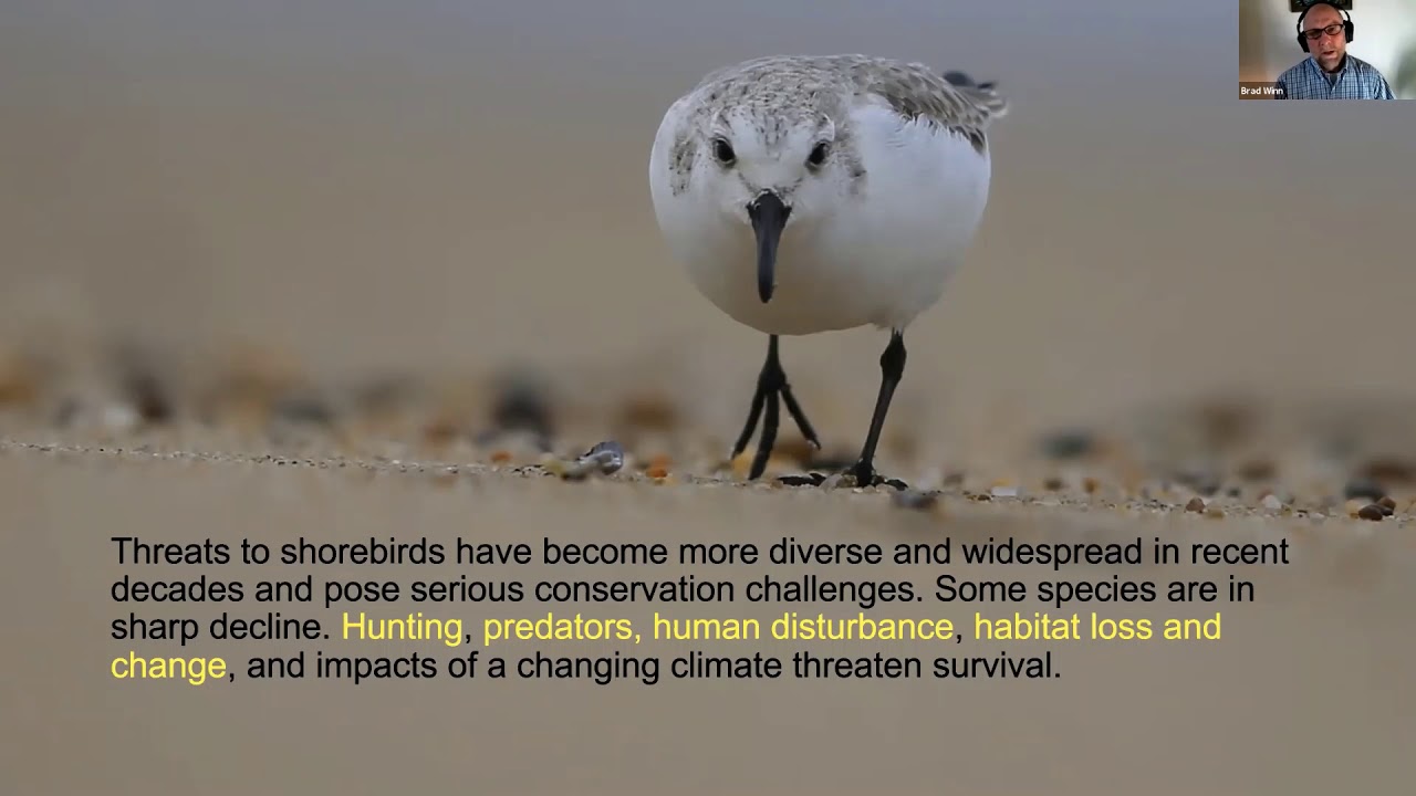 All About The International Shorebird Survey - YouTube