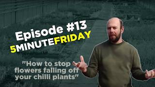 EP13 - Why are the flowers falling off your chilli plants? #5MINUTEFRIDAY