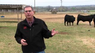 Cow-Calf Corner: How many bulls to do the job? (4/01/17)