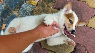 A cute puppy dog in Thailand (2024) (4K) Cute street dog - Thai Bangkaew Dog