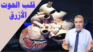 قلب الحوت الأزرق | عبدالدائم الكحيل