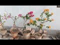 bougainvillea বোগেনভেলিয়া গাছের পরিচর্যা কিভাবে করবেন কোনও সার ছাড়াই কিভাবে প্রচুর ফুল ফোটাবেণ.