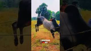 லாடம் அடிக்கும் போது தரமான சம்பவம் விருமாண்டி காளை #jallikattu#short#video#காளையின்_காதலன்