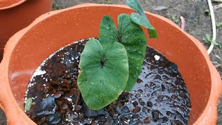 Update Colocasia repotting | Repotting Pharaohs Mask Colocasia  @thefirstplant