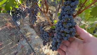 Sunlite grapes are red! Week 20 Vineyard Growth Cycle 18AUG24