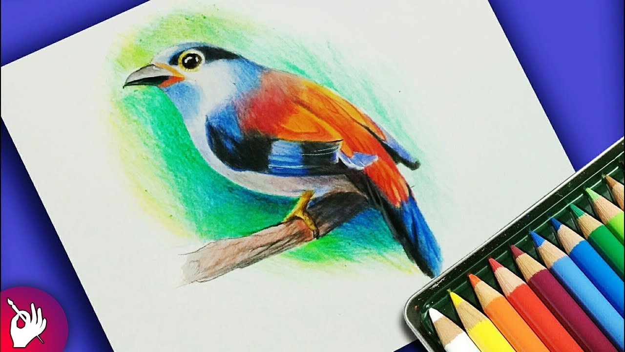 Drawing Realistic Bird Step By Step At Hannah Belisario Blog