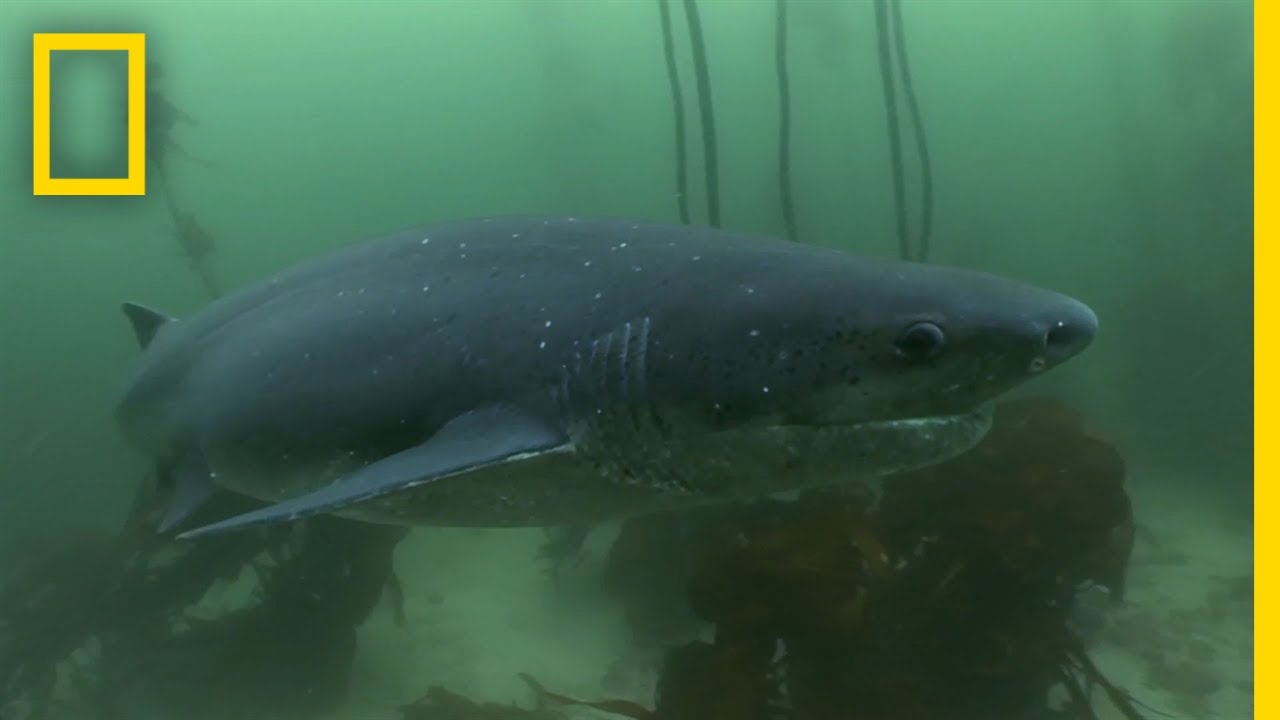 Cookie Cutter Shark Attacks On Humans