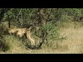 gepárd az okavango deltában nat geo wild