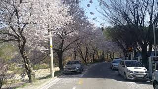 Cherry blossoms at Daundong, Ulsan, Korea 韓国蔚山茶雲洞桜木路