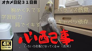 【4Kオカメインコ】お迎え31日目...オカメインコを飼うと心配は尽きない。