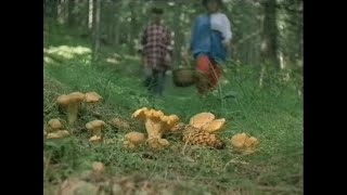 Runt I Sverige - I Skogen (SVT 1989-02-07)