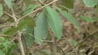 2023/11/11 南臺灣現生植群調查生態之旅(烏山頭)-台灣淺山常見植物:龍眼、台灣山桂花、樹杞