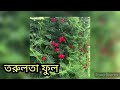 গ্রীষ্মকালীন সেরা ৫০ রকমের ফুল গাছ নামসহ top 50 summer flowers plants o2