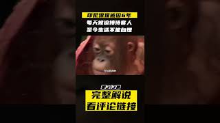 Pt3/3 印尼猩猩被囚6年，每天被迫接待客人，至今生活不能自理！#shorts #orangtua  #animals