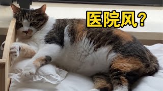 网上给猫买了张小床，卖家秀是ins风，而我家？【海藻爱麻麻】#海藻爱麻麻 #九月 #海藻 #宠物 #猫咪