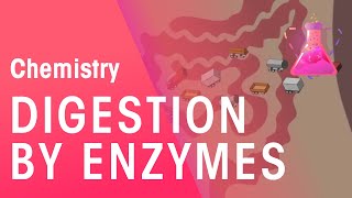 Digestion By Enzymes | Organic Chemistry | Chemistry | FuseSchool