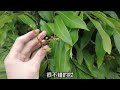 龍眼反季節催花，以及3種疏花技術分享，果穗又靚又好看 longan blooms in anti season and sharing of 3 flower thinning techniques