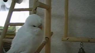 セキセイインコとアスレチックの止まり木