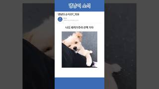 나도 산책가련다아 데려가라 EP169