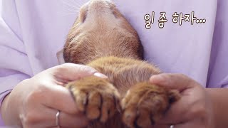 죄송합니다. 사장님... 일을 못하겠어요;; | 고양이랑 재택근무하기