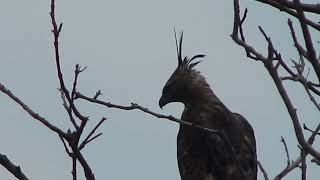 Long -Crested Eagle