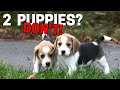 Getting Two Beagle Puppies at the Once—WATCH OUT!