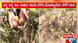 Tomato Grown In Devagiri Village In Haveri Damaged Due To Heavy Rain | Public TV