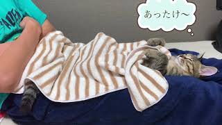 人間みたいに寝る猫💤(Cat sleeping like a human)