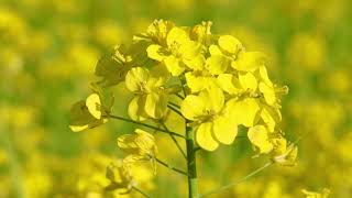 新潟市 福島潟 菜の花畑 2023年 04月 #動画素材