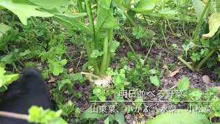 22.5.10菜園と鍼灸院