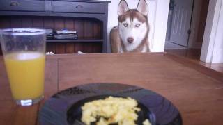 Laika Wants My Eggs!