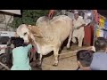 Big Brahman Bull Unloading Karachi I Bakra Eid 2022