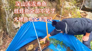 深山溪流养鱼第90天，大鲤鱼全军覆没了。娃娃鱼也全部消失不见