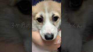 生まれて3ヶ月のコーギー犬はるくん。お迎えしてからのダイジェスト