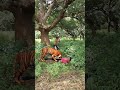 open tiger 🐯 attack 😱 #wildlife #viralvideos #nature #vfxshorts #monkey #vfxworld #africa