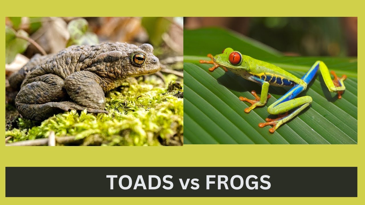 Difference Between Frog Tape And Blue Tape