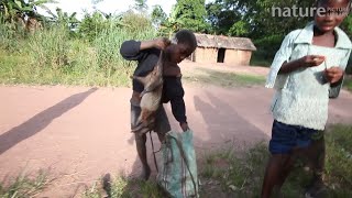 Boy collects African brush-tailed porcupine bushmeat and puts it in a bag, Lidjombo forest road near