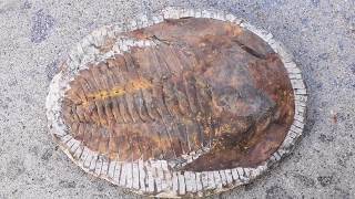 Partially carved Cambropallas trilobite