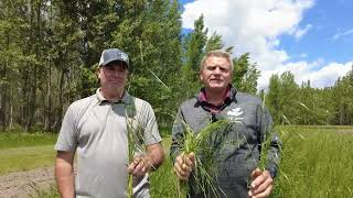 Development of Meadow Brome and Meadow Fescue