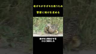 警察に助けを求めた母カモ🥰