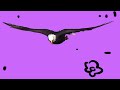 learn the alphabet animals letter e eagle