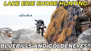 Lake Erie SHORE HUNTING! | Diver Duck Hunting Big Water