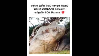 ප්‍රශ්න වලට හොදම විසදුම ❤️ #memes