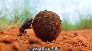 這聘金糞量很重啊 #象鼩 #維C動物園 #屎殼郎推糞球 #蜣蜋 #動物世界看人生百態