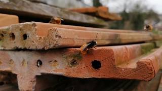 Gehörnte Mauerbienen (Osmia cornuta) im Februar 2020