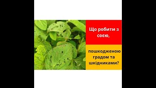 Що робити з соєю, пошкодженою градом та шкідниками?