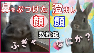 【うさぎ】鼻ゴチン！うさ大丈夫か？！不意の事故には気を付けよう#50