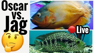Oscar Fish vs Jaguar Cichlid? Tank Mates? Parachromis?